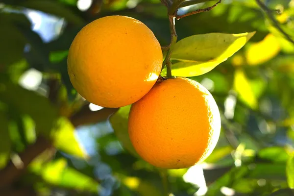 Bahan_Traders_Rare_Malta_Orange__Kinnow__Kinnu_Fruit_Live_Plant_With_Poly_Bag