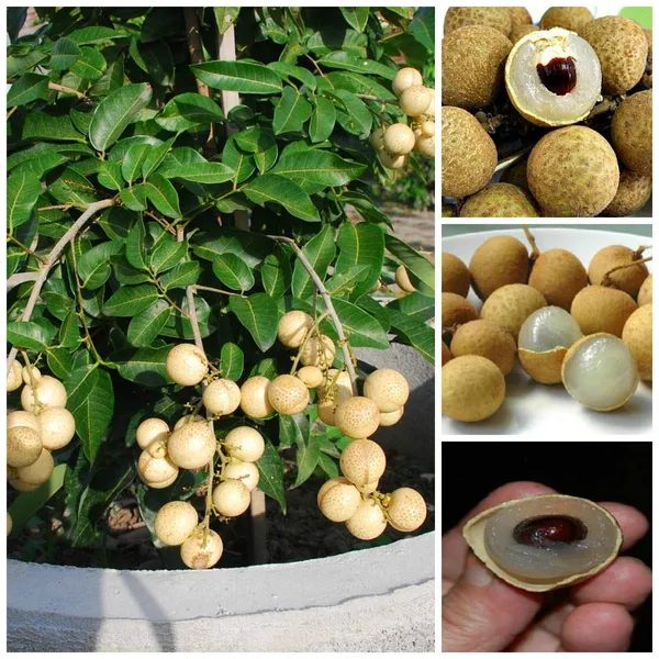 Bahan_Traders_Rare_Dragon_Eye,_Longan,_Dimocarpus_Longan_Fruit_Plant_With_Polybag