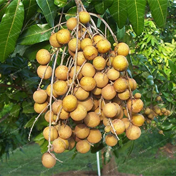 Bahan_Traders_Rare_Dragon_Eye,_Longan,_Dimocarpus_Longan_Fruit_Plant_With_Polybag