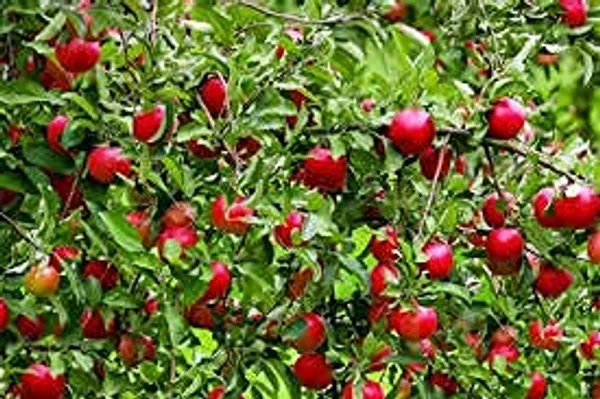 Bahan_Traders_Live_Sweet_Cherry_Fruit_Plant_Barbados_-_Best_Fruiting_Plant_Suitable_For_Bonsai_Plant_Comes_With_A_Poly_Bag