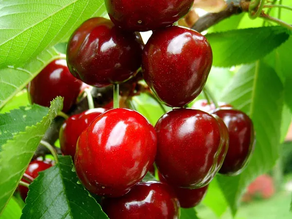 Bahan_Traders_Live_Sweet_Cherry_Fruit_Plant_Barbados_-_Best_Fruiting_Plant_Suitable_For_Bonsai_Plant_Comes_With_A_Poly_Bag