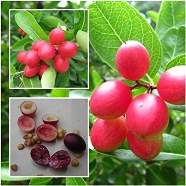 Bahan_Traders_Rare_Karonda,_Koromcha,_Carandas,_Carissa_Carandas_Live_Grafted_Plant_With_Polybag