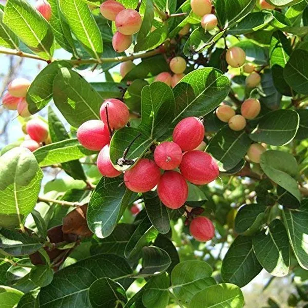Bahan_Traders_Rare_Karonda,_Koromcha,_Carandas,_Carissa_Carandas_Live_Grafted_Plant_With_Polybag