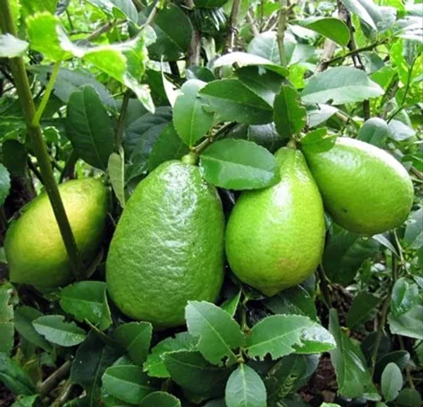 Bahan_Traders_Live_Kagzi_Nimboo_Plant_(Bangladesh_Variety)_1.5_Feet_To_2_Feet_Height_With_Polybag