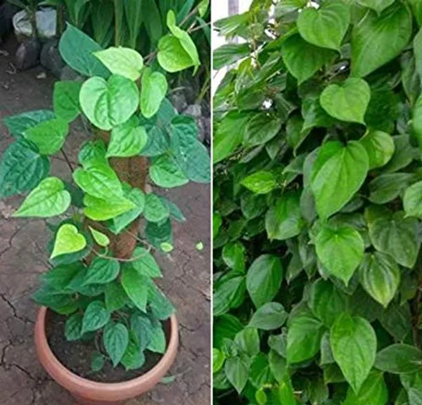 Bahan_Traders_Betel_Leaf_Nagarvel_Magai_Paan_Plant_With_Pot