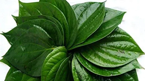Bahan_Traders_Betel_Leaf_Nagarvel_Magai_Paan_Plant_With_Pot