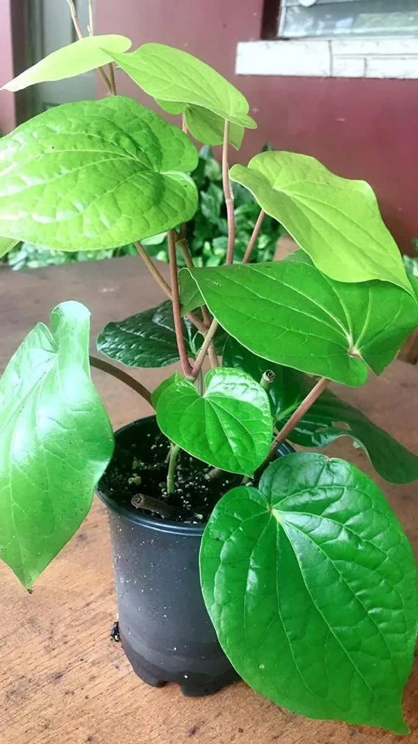 Bahan_Traders_Betel_Leaf_Nagarvel_Magai_Paan_Plant_With_Pot