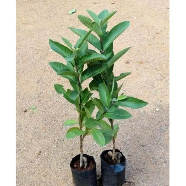 Bahan_Traders_Rare_Red_Amrud_Plant_Fruit_Tree_Guava_Rare_Apple_Guava_(Red_Flesh_-_Shape)_Live_Berry_Plant_With_Polybag