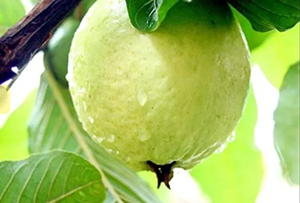 Bahan_Traders_Rare_Red_Amrud_Plant_Fruit_Tree_Guava_Rare_Apple_Guava_(Red_Flesh_-_Shape)_Live_Berry_Plant_With_Polybag