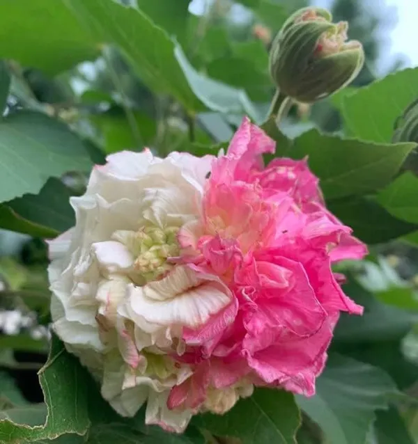 Bahan_Traders_Live_Confederate_Rose_Land_Lotus_Plant_Double_Petal_Cotton_Rose_Plant_Can_Bloom_In_This_Season_(Plant_With_Polybag)