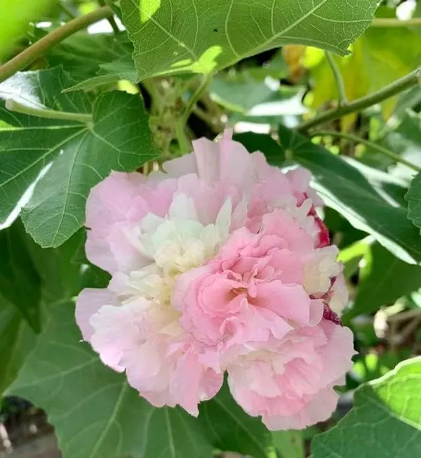 Bahan_Traders_Live_Confederate_Rose_Land_Lotus_Plant_Double_Petal_Cotton_Rose_Plant_Can_Bloom_In_This_Season_(Plant_With_Polybag)