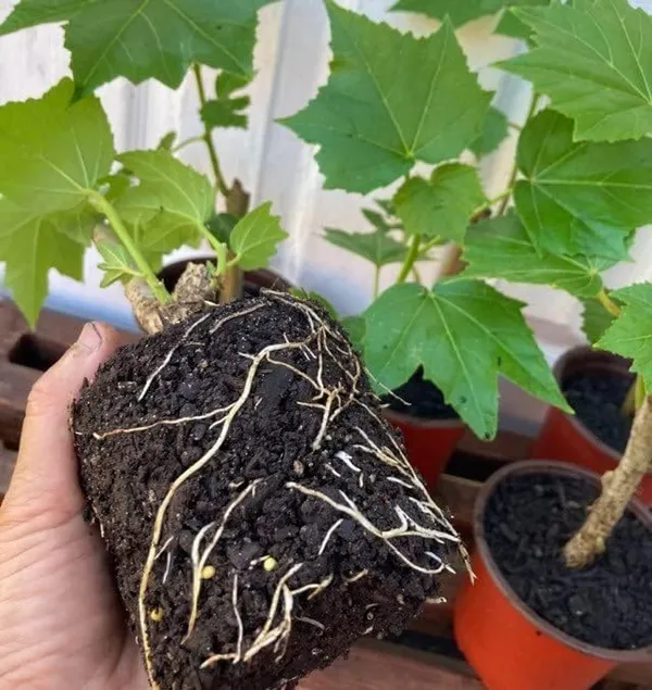Bahan_Traders_Live_Confederate_Rose_Land_Lotus_Plant_Double_Petal_Cotton_Rose_Plant_Can_Bloom_In_This_Season_(Plant_With_Polybag)