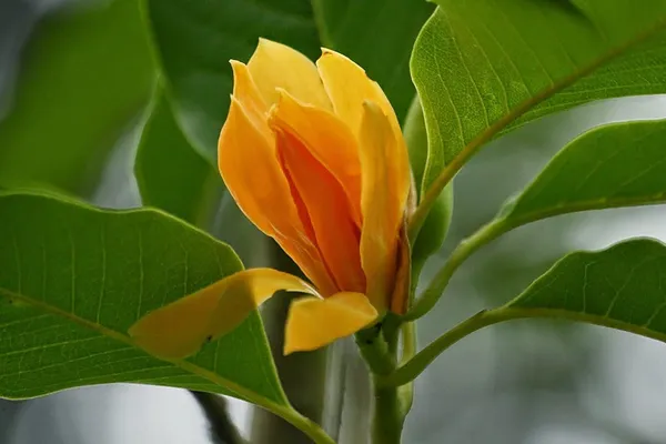 Bahan_Traders_Live_Orange_Michelia_Hirwa_Chafa_Seedling_Flowering_Plant_Son_Champa_Plant