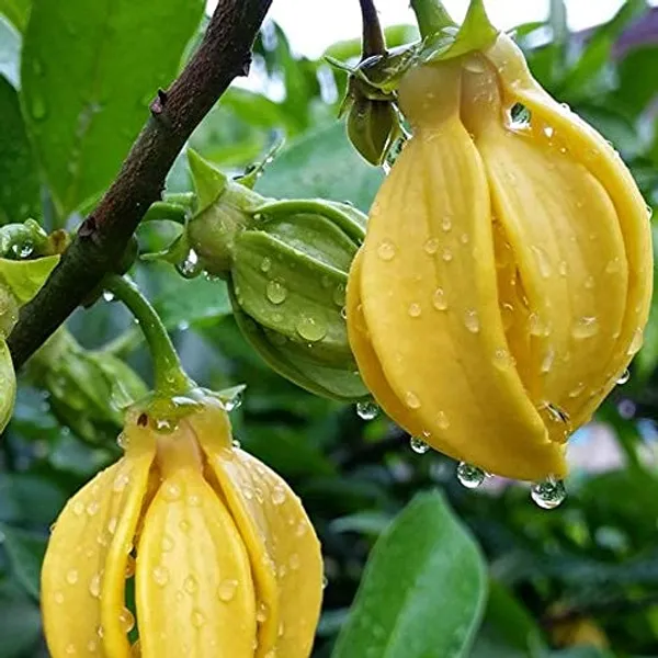 Bahan_Traders_Live_Orange_Michelia_Hirwa_Chafa_Seedling_Flowering_Plant_Son_Champa_Plant