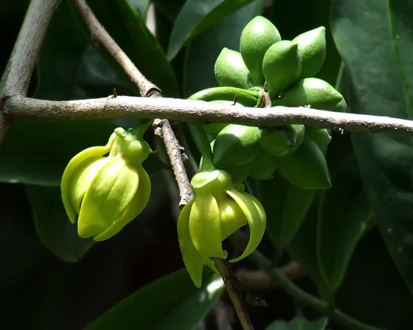 Bahan_Traders_Live_Orange_Michelia_Hirwa_Chafa_Seedling_Flowering_Plant_Son_Champa_Plant