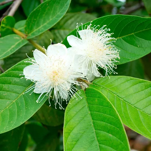 Bahan_Traders_Rare_Baruipur_Guava_Plant_Fruit_Tree_Amrud_Rare_Apple_Guava_(White_Color_In_Sight)_1_Live_Berry_Plant_Eligible_For_Bonsai_Growing