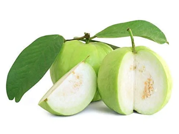 Bahan_Traders_Rare_Baruipur_Guava_Plant_Fruit_Tree_Amrud_Rare_Apple_Guava_(White_Color_In_Sight)_1_Live_Berry_Plant_Eligible_For_Bonsai_Growing