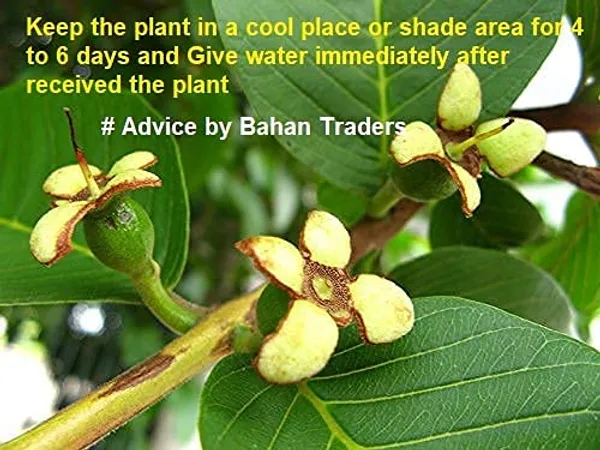 Bahan_Traders_Rare_Baruipur_Guava_Plant_Fruit_Tree_Amrud_Rare_Apple_Guava_(White_Color_In_Sight)_1_Live_Berry_Plant_Eligible_For_Bonsai_Growing