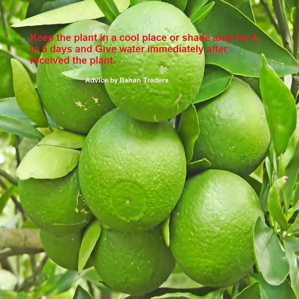Bahan_Traders_Thai_Bari_1_Malta_Mosambi_Sweet_Lemon_Grafted_Fruit_Tree_1.6_Feet_Live_Plant_Suitable_For_Bonsai