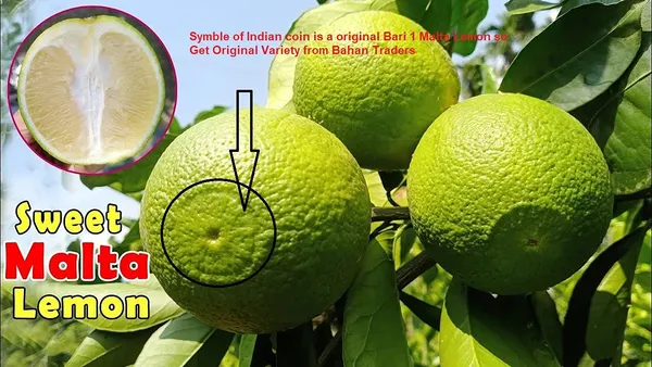 Bahan_Traders_Thai_Bari_1_Malta_Mosambi_Sweet_Lemon_Grafted_Fruit_Tree_1.6_Feet_Live_Plant_Suitable_For_Bonsai