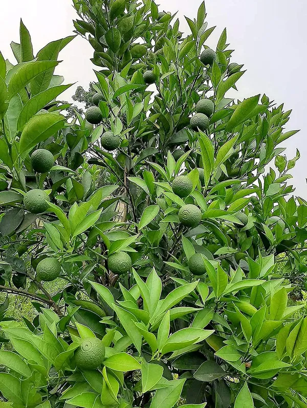 Bahan_Traders_Thai_Bari_1_Malta_Mosambi_Sweet_Lemon_Grafted_Fruit_Tree_1.6_Feet_Live_Plant_Suitable_For_Bonsai
