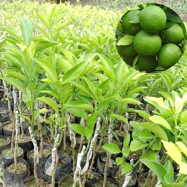Bahan_Traders_Thai_Bari_1_Malta_Mosambi_Sweet_Lemon_Grafted_Fruit_Tree_1.6_Feet_Live_Plant_Suitable_For_Bonsai