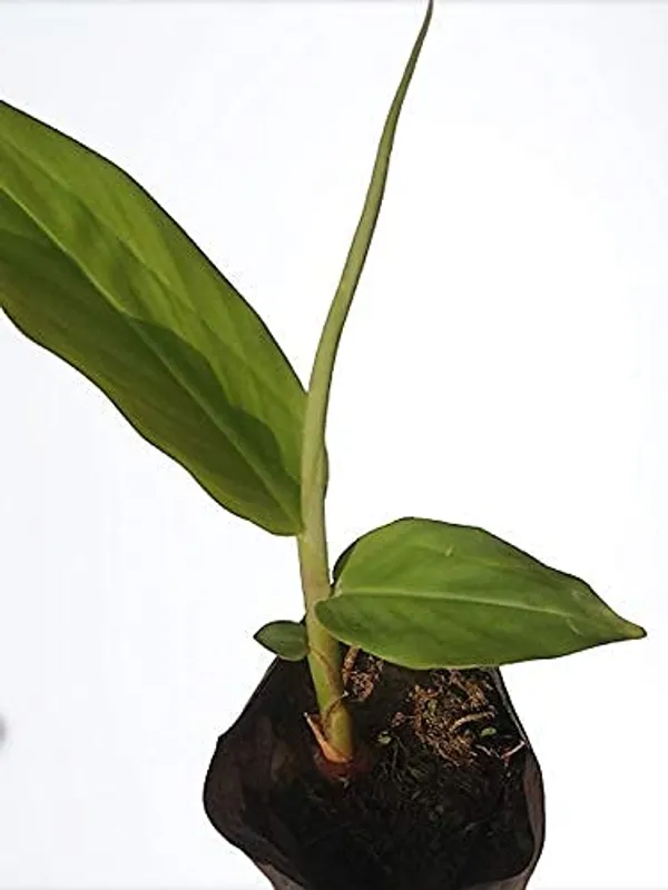 Bahan_Traders_White_Ginger_Lily__Butterfly_Ginger_Kalyana_Sougandhikam_Dolon_Chapa_Flower_Plant