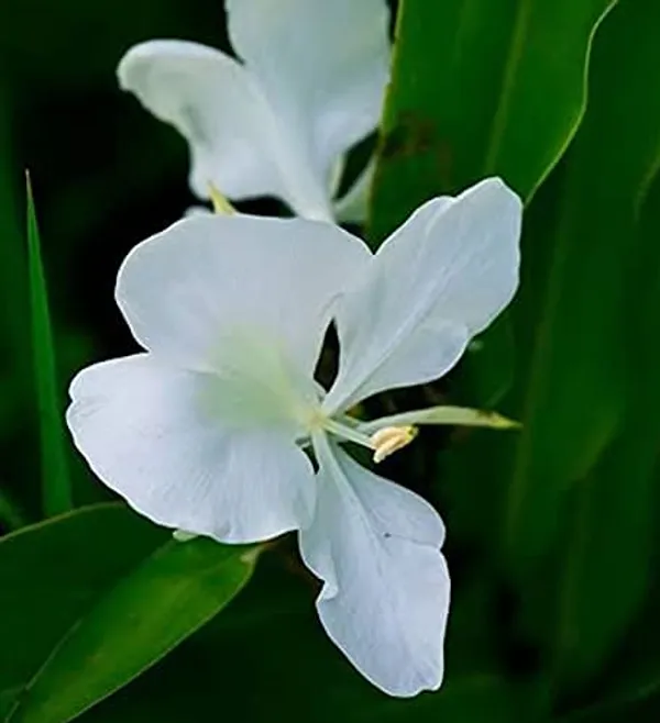 Bahan_Traders_White_Ginger_Lily__Butterfly_Ginger_Kalyana_Sougandhikam_Dolon_Chapa_Flower_Plant