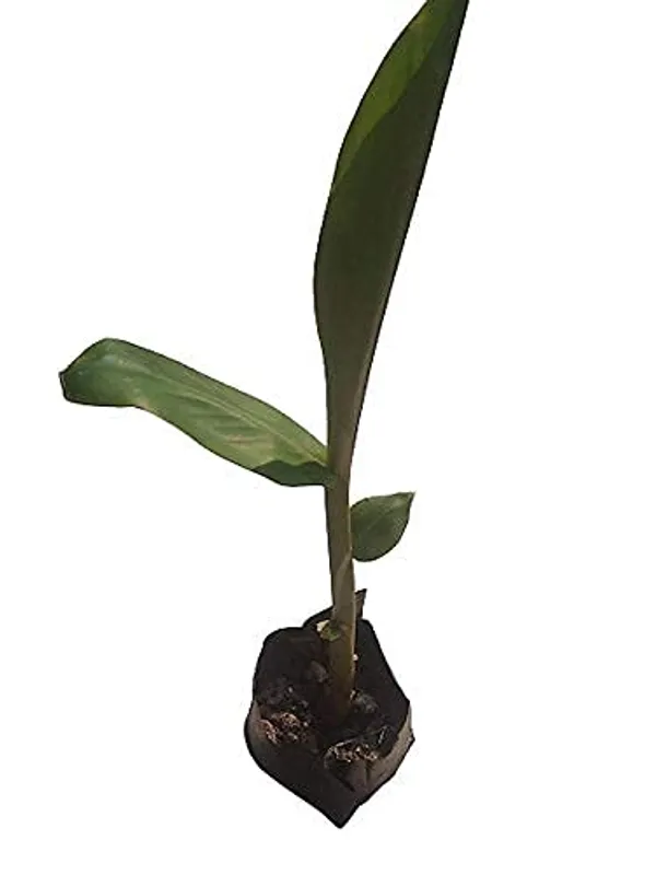 Bahan_Traders_White_Ginger_Lily__Butterfly_Ginger_Kalyana_Sougandhikam_Dolon_Chapa_Flower_Plant