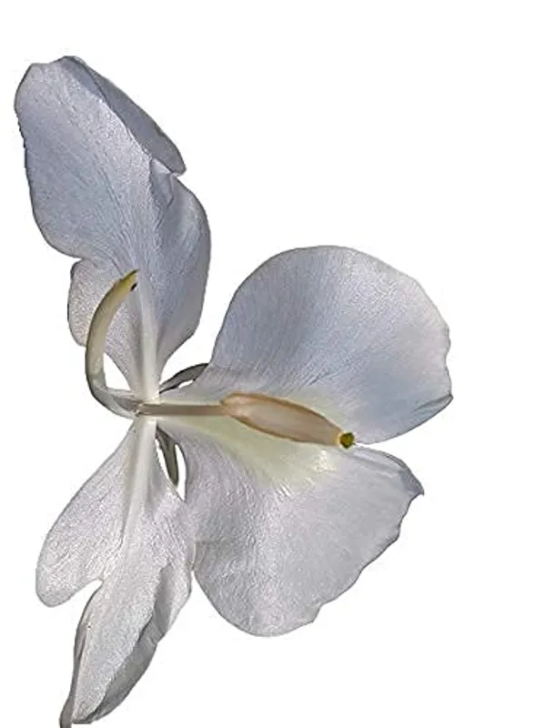 Bahan_Traders_White_Ginger_Lily__Butterfly_Ginger_Kalyana_Sougandhikam_Dolon_Chapa_Flower_Plant