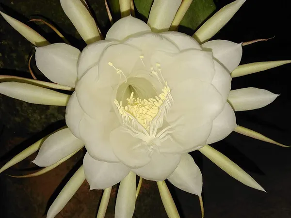 Bahan_Traders_Brahma_Kamala_Sacred_Saussurea_Kon_Kapfu_Brahma_Kamalam_Sah_-_Du_Goh_-_Ghoo_Brahmakamala_Saussurea_Obvallata_Brahma_Kamal_King_Of_Himalayan_Flowers_Live_Plant_(One_Small_Plant_With_Pot)