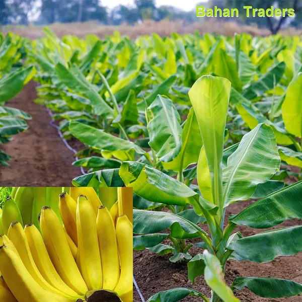 Bahan_Traders_Live_Assam_Banana_Malbhog_Variety_Fruit_Plant