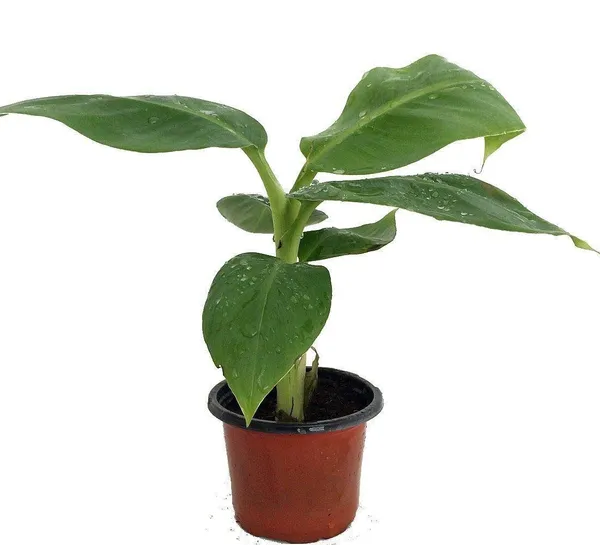 Bahan_Traders_Live_Assam_Banana_Malbhog_Variety_Fruit_Plant
