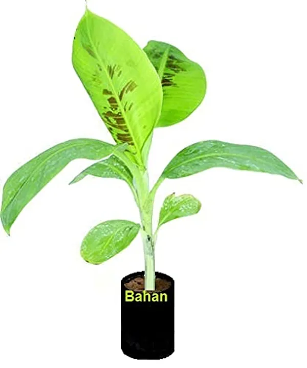 Bahan_Traders_Live_Assam_Banana_Malbhog_Variety_Fruit_Plant