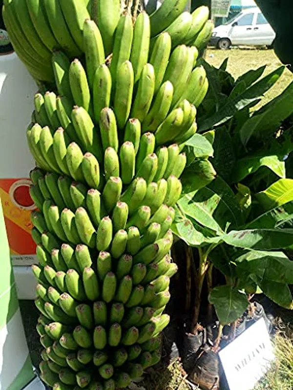 Bahan_Traders_Live_Assam_Banana_Malbhog_Variety_Fruit_Plant