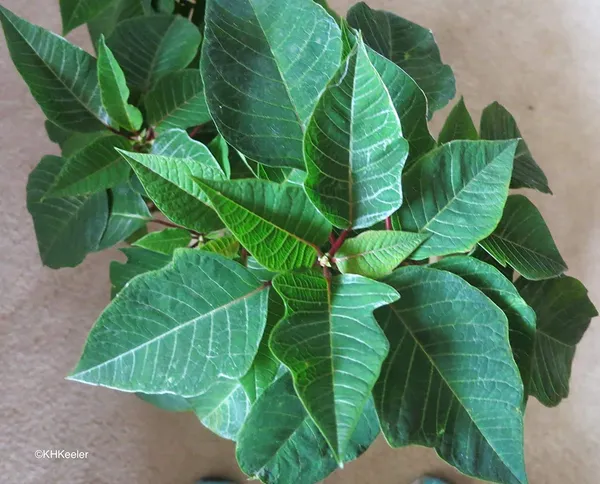 Bahan_Traders_Live_Poinsettia_Euphorbia_Pulcherrima_Christmas_Flower_Easter_Pastora_Lobster_Paintedleaf_Mexican_Flame_Leaf_Red_Poinsettia_Plant_With_Plastic_Pot