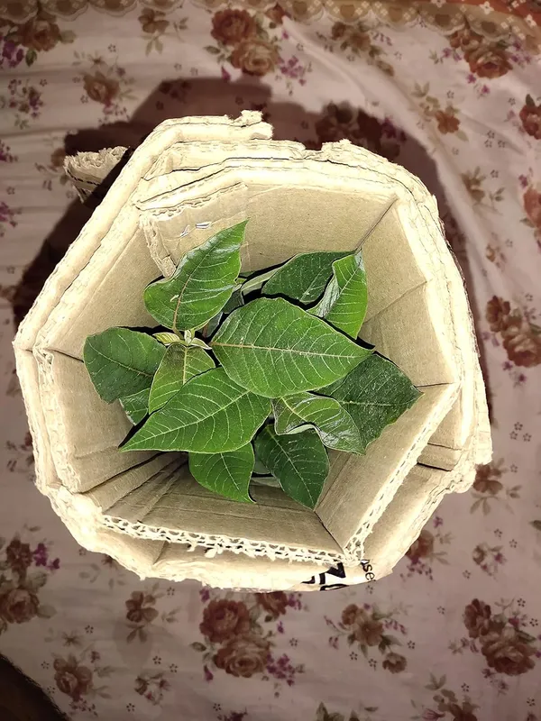 Bahan_Traders_Live_Poinsettia_Euphorbia_Pulcherrima_Christmas_Flower_Easter_Pastora_Lobster_Paintedleaf_Mexican_Flame_Leaf_Red_Poinsettia_Plant_With_Plastic_Pot