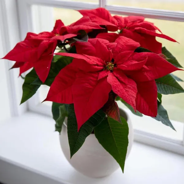 Bahan_Traders_Live_Poinsettia_Euphorbia_Pulcherrima_Christmas_Flower_Easter_Pastora_Lobster_Paintedleaf_Mexican_Flame_Leaf_Red_Poinsettia_Plant_With_Plastic_Pot