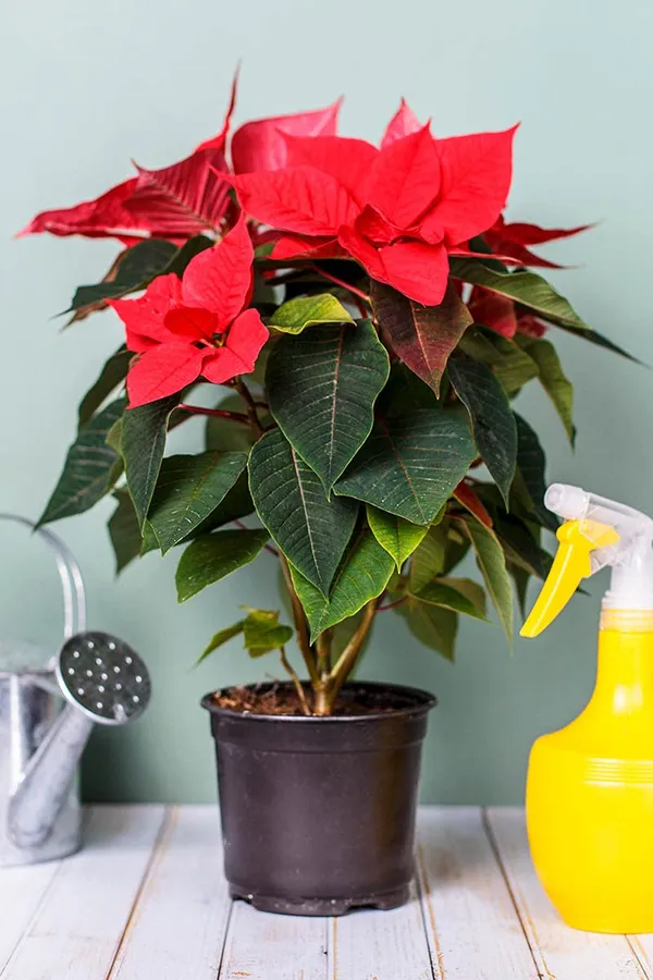 Bahan_Traders_Live_Poinsettia_Euphorbia_Pulcherrima_Christmas_Flower_Easter_Pastora_Lobster_Paintedleaf_Mexican_Flame_Leaf_Red_Poinsettia_Plant_With_Plastic_Pot