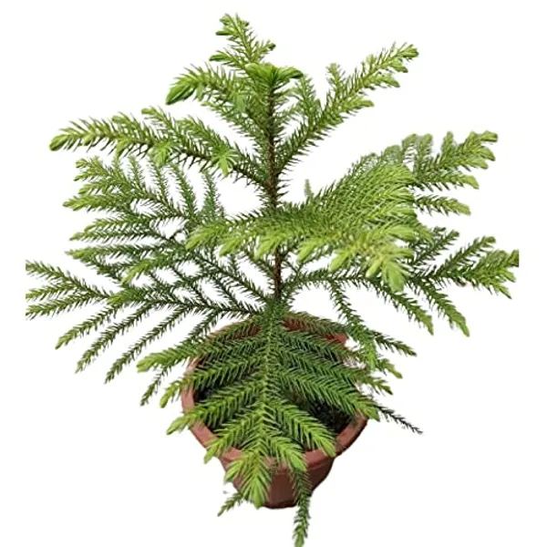 Bahan_Traders_Live_Christmas_Tree_Marjoram_Araucaria_Heterophylla_Monkey_Puzzles_Air_Purifying_Ornamental_Plant_With_Big_Pot