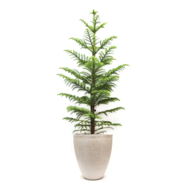Bahan_Traders_Live_Christmas_Tree_Marjoram_Araucaria_Heterophylla_Monkey_Puzzles_Air_Purifying_Ornamental_Plant_With_Big_Pot