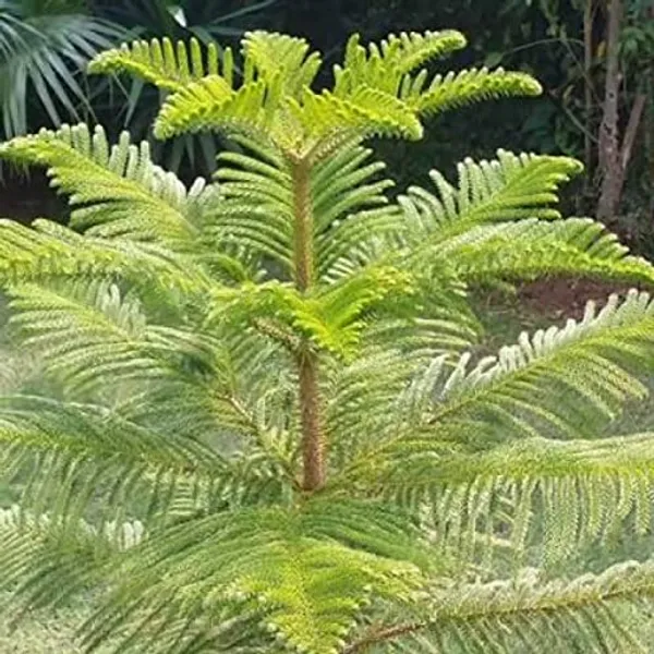 Bahan_Traders_Live_Christmas_Tree_Marjoram_Araucaria_Heterophylla_Monkey_Puzzles_Air_Purifying_Ornamental_Plant_With_Big_Pot