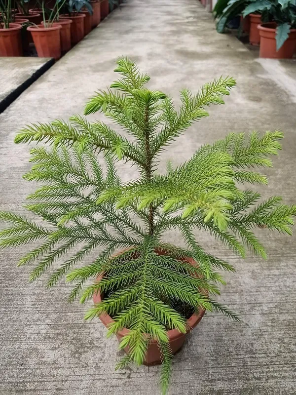 Bahan_Traders_Live_Christmas_Tree_Marjoram_Araucaria_Heterophylla_Monkey_Puzzles_Air_Purifying_Ornamental_Plant_With_Big_Pot