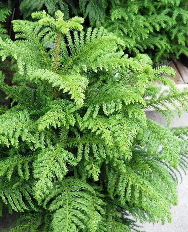 Bahan_Traders_Live_Christmas_Tree_Marjoram_Araucaria_Heterophylla_Monkey_Puzzles_Air_Purifying_Ornamental_Plant_With_Big_Pot