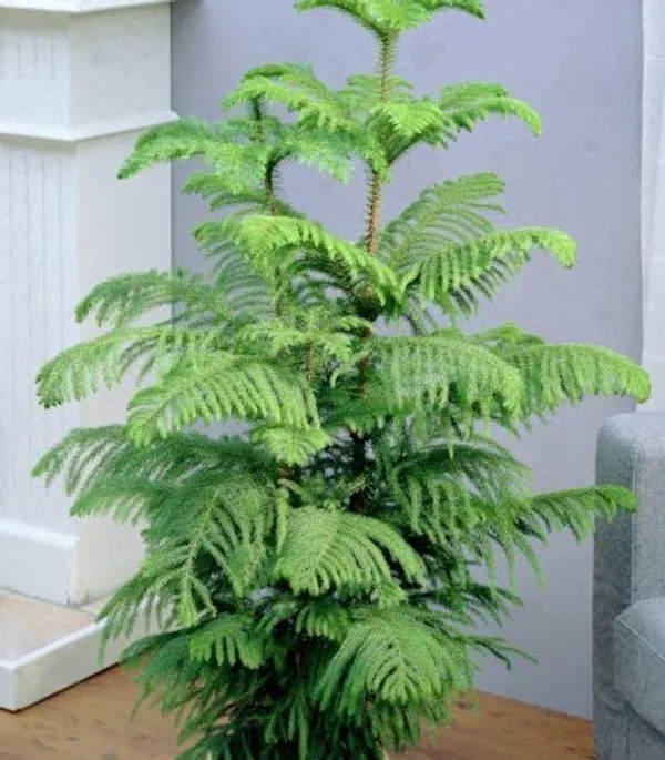 Bahan_Traders_Live_Christmas_Tree_Marjoram_Araucaria_Heterophylla_Monkey_Puzzles_Air_Purifying_Ornamental_Plant_With_Big_Pot