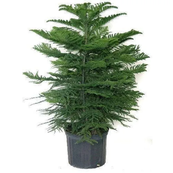 Bahan_Traders_Live_Christmas_Tree_Marjoram_Araucaria_Heterophylla_Monkey_Puzzles_Air_Purifying_Ornamental_Plant_With_Big_Pot