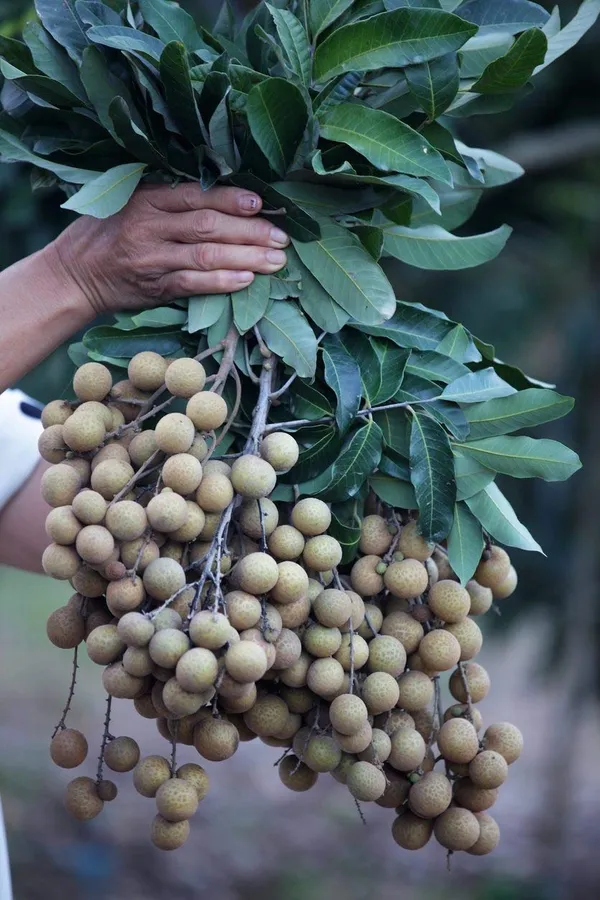 Bahan_Traders_Exclusive_Dragon_Eye,_Longan,_Dimocarpus_Longan_Grafted_Fruit_Plant_With_Polybag