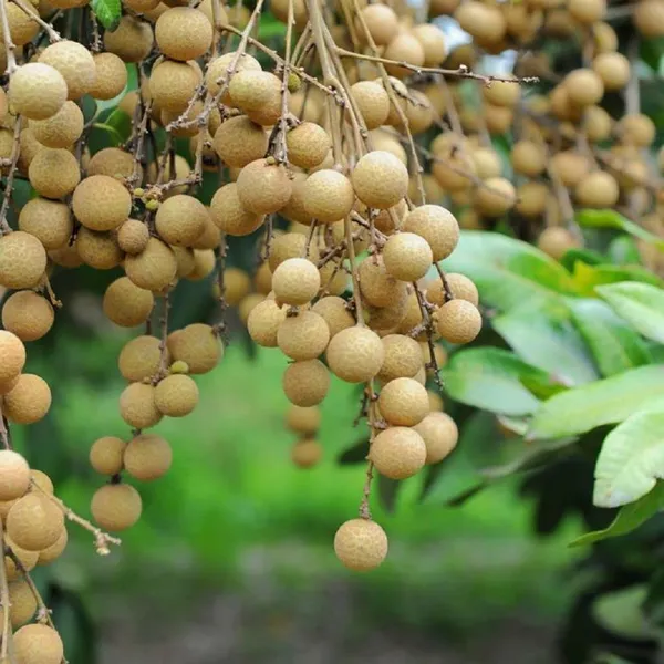 Bahan_Traders_Exclusive_Dragon_Eye,_Longan,_Dimocarpus_Longan_Grafted_Fruit_Plant_With_Polybag