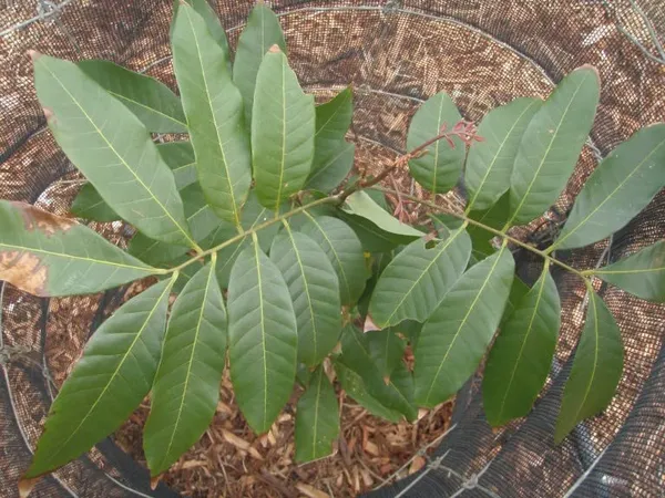 Bahan_Traders_Exclusive_Dragon_Eye,_Longan,_Dimocarpus_Longan_Grafted_Fruit_Plant_With_Polybag