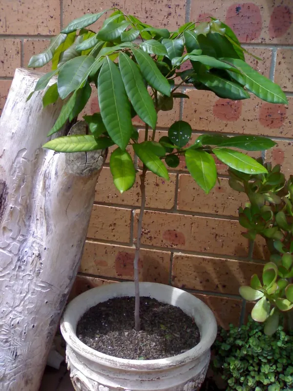 Bahan_Traders_Exclusive_Dragon_Eye,_Longan,_Dimocarpus_Longan_Grafted_Fruit_Plant_With_Polybag